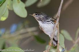 Backyard Birds Of Central Florida Central Florida Backyard Bird Identification Backyard Birds Bird Identification Backyard