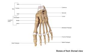 It possesses also a certain degree of toughness and elasticity. 3d Human Foot Bones Anatomy