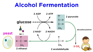 Anaerobic Respiration And Fermentation Youtube