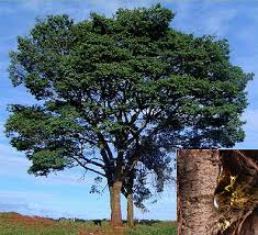 Image result for Copaifera baumiana