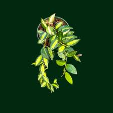 Image result for Olax aschersoniana