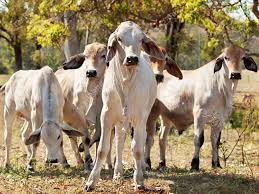 Check spelling or type a new query. Five Young Brahman Cows In Herd On Rural Ranch Australian Beef Cattle Stock Photo Picture And Royalty Free Image Image 15904082