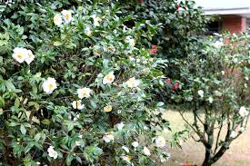 Main / terrain / bushes / camellia bush. Bring Camellia Blooms Inside With This Simple Decor Idea The Kitchen Garten
