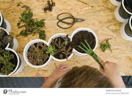 Different types of cacti plants require different types of soil to bonus tip: Anonymous Boy With Gardening Fork Prepare Soil For Plant In Pot A Royalty Free Stock Photo From Photocase