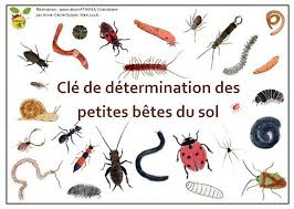 Cle De Determination Des Betes Du Sol Portfolio D Anne Cecile Dubois Cle De Determination Determination Activites Nature Enfants