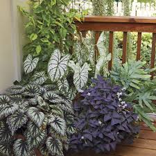 Image result for Begonia rex