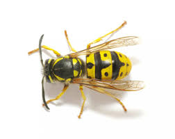 Yellow Jacket Stings Treatment Allergic Reaction Prevention