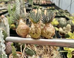 Image result for Ornithogalum seineri