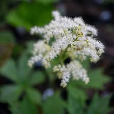 Image result for Searsia rogersii