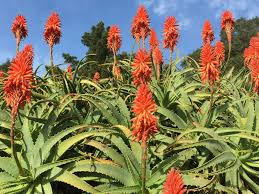 We did not find results for: How Often Do Aloes Bloom World Of Succulents