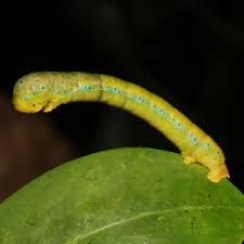 Image result for Dysphania procera