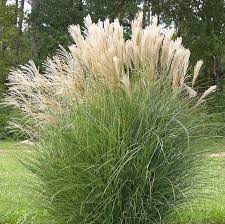 7 Awesome Reasons Why You Should Grow Adagio Maiden Grass Grow Gardener Blog Ornamental Grass Landscape Grasses Landscaping Tall Ornamental Grasses