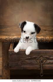 Adorable Begging Chihuahua Puppy Sitting Drawer Stock Photo Edit Now 169801568
