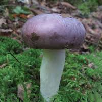 Image result for Russula variata