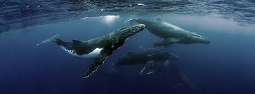 Where is tonga in the world? Moby Dick Tours Unsere Reiseziele Tonga