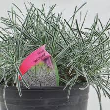 Image result for Ficinia