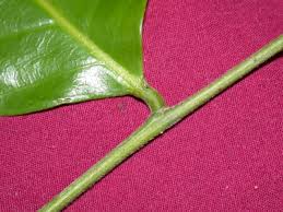 Image result for Maranthes