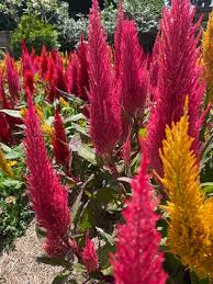 Image result for Celosia pandurata