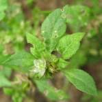 Image result for Pharnaceum brevicaule