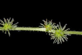 Image result for Boehmeria macrophylla
