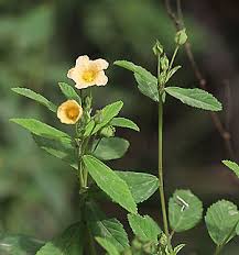 Image result for Sida serratifolia