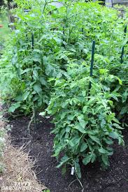 Will cayenne pepper hurt tomato plants? Tomato Growing Secrets For Big Yields And Healthy Plants