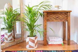 Wayfair.com has been visited by 1m+ users in the past month Good And Bad Feng Shui Plants