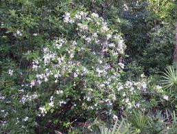 Rhododendron Viscosum Swamp Azalea Deciduous Shrub 8 10ft Butterflies Hummingbirds Fall Colors Native Garden Native Plants Azaleas