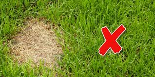 Dog Poop And Pee Effects On Real Grass Vs Synthetic Grass Bestfakegrasses Com
