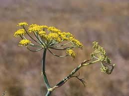 Image result for Foeniculum vulgare