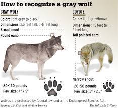 Pin By Carmen Williams On Science Ii Grey Wolf Coyote Hunting Coyote