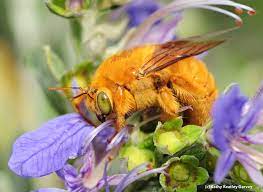 They are big and burly, with black and yellow fur. but they are quite different—for one thing, they do not sting. Cuddly Little Teddy Bear Bug Squad Anr Blogs