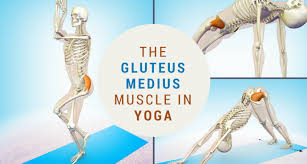 The Gluteus Medius Muscle In Yoga Yogauonline Yoga Anatomy Gluteus Medius Yoga
