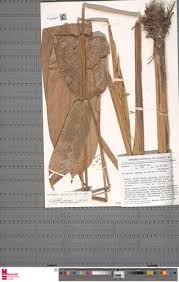 Image result for Halopegia azurea