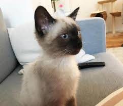 Katze Drei Kinder Tipps Kosten Ausstattung Mamaskind Baby Katzen Katzen Siam Katzchen