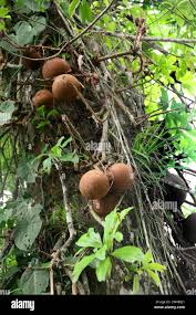 Image result for Lecythidaceae