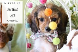 The toy size cavachons will be 9 to 14 lbs full grown, while the standard size cavachons will be 15 to 25 lbs. Cavachon Puppies Dallas Texas