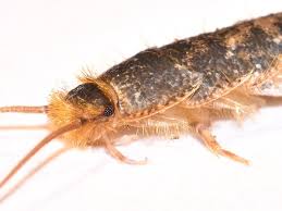 Spotting Slimy Silverfish In Your Attic Or Basement These Diy Tips Can Help Take Away The Shine And The Slime Of Silverfish H Silverfish Pests Home Safety