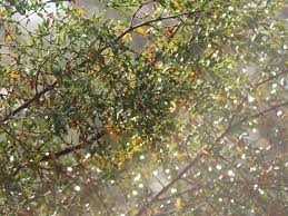 Hackberry vacant land for sale. August Ecoflora Challenge Monsoon Soon Desert Botanical Garden