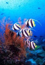 A Great Trip Underwater Scenes From Indonesia By Last Flight Out Photography Ocean Creatures Sea Animals Sea Creatures