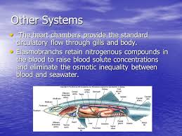Fish have a two chambered heart which is very inefficient. Chapter 24 Fishes Copyright C The Mcgraw Hill Companies Inc Permission Required For Reproduction Or Display Ppt Video Online Download