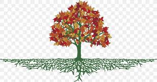 Red maple has an oval shape and is a fast grower with strong wood, reaching a height of 75 feet (fig. Tree Root Maple Branch Png 1920x1017px Tree Autumn Tree Branch Flora Floral Design Download Free