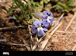 Image result for Aptosimum procumbens