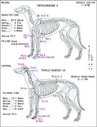 20 Described Acupuncture Alarm Points Chart