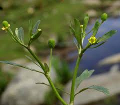 Image result for Ranunculus sceleratus