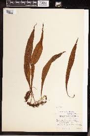 Image result for Loxogramme latifolia