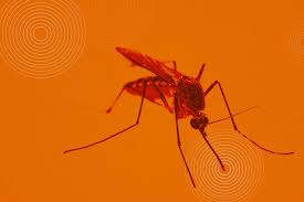 Image result for Dengue