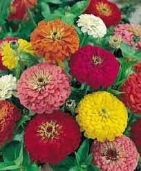 Zinnia California Giants Mixed Colors Seeds Of India Shop Seeds Of India Flower Seeds Flower Seedlings Zinnia Flowers