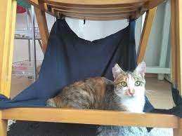 sandalye altina kolay kedi oturma yeri kedi