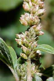 Image result for Amaranthus deflexus